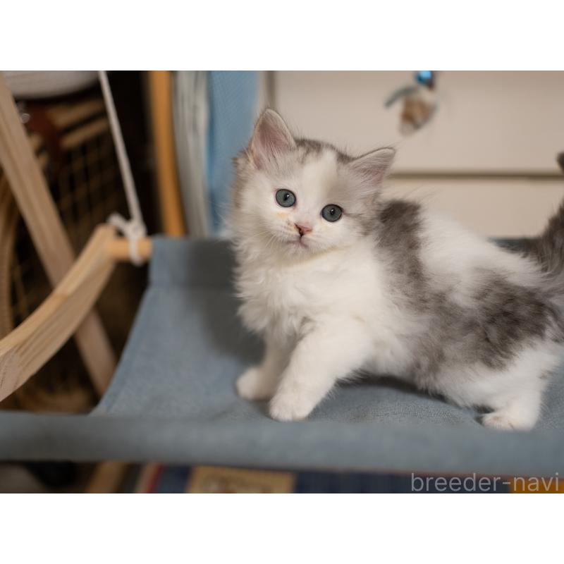 成約済の大阪府のサイベリアン-132380の9枚目