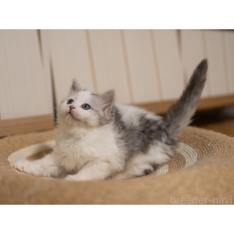 成約済の大阪府のサイベリアン-132380の8枚目