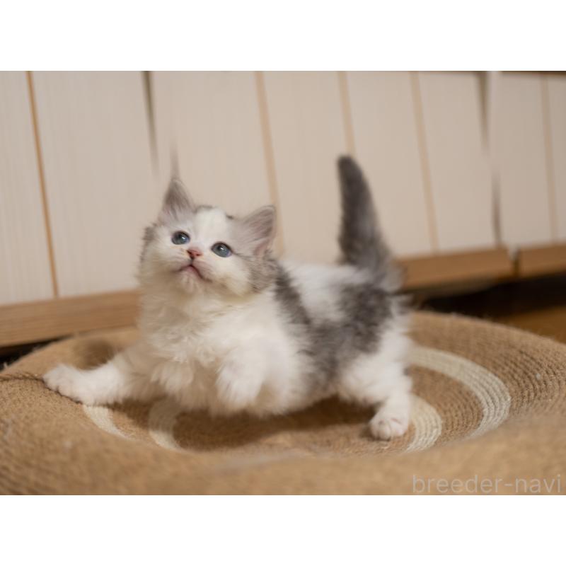 成約済の大阪府のサイベリアン-132380の7枚目