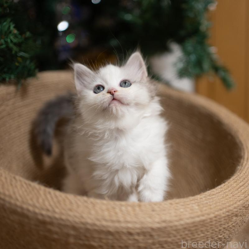 成約済の大阪府のサイベリアン-132380の6枚目