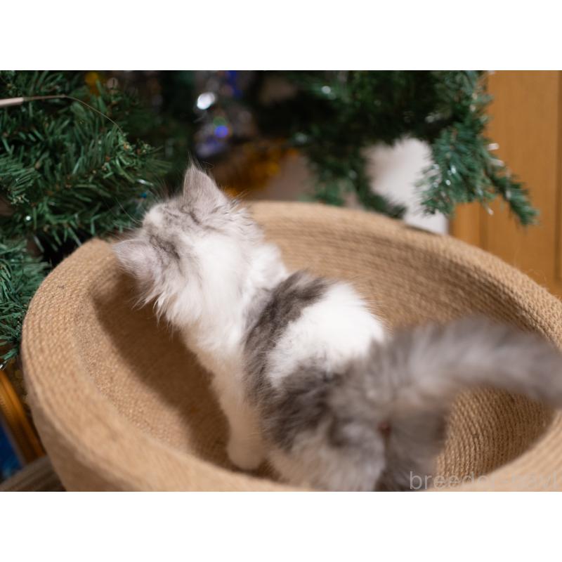 成約済の大阪府のサイベリアン-132380の5枚目