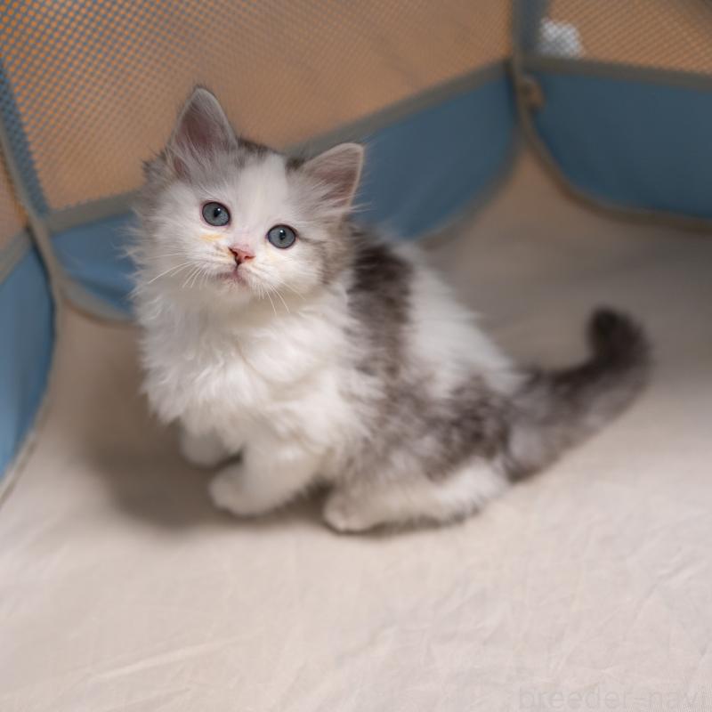 成約済の大阪府のサイベリアン-132380の4枚目