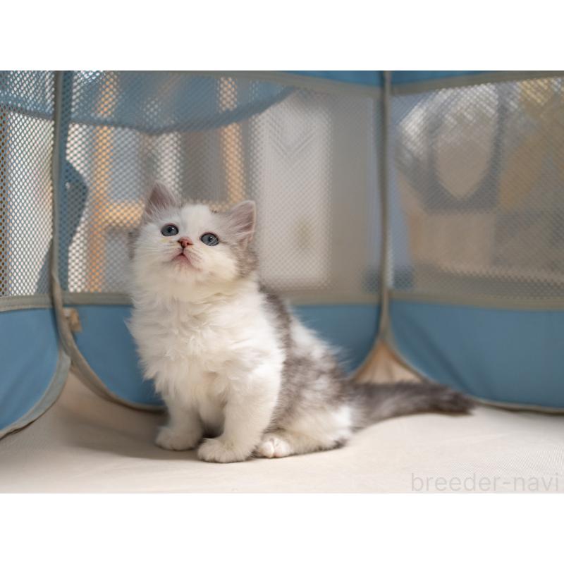 成約済の大阪府のサイベリアン-132380の3枚目