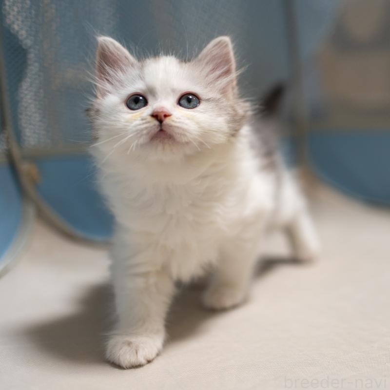 成約済の大阪府のサイベリアン-132380の2枚目