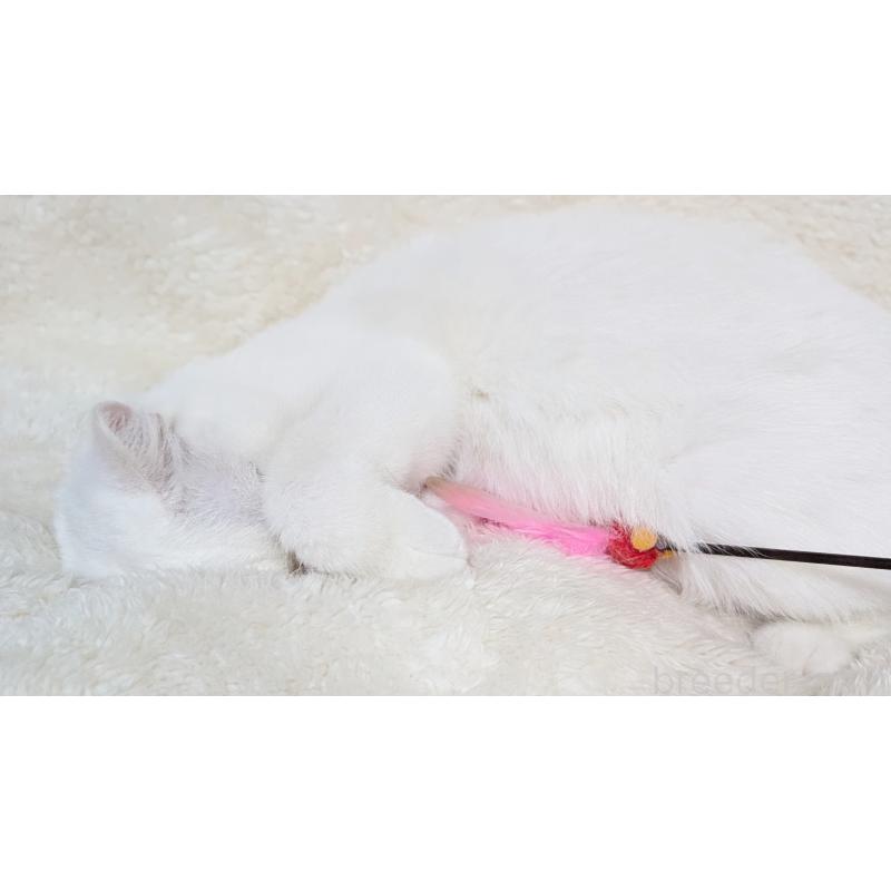 販売中の宮城県のスコティッシュフォールド-106257の7枚目