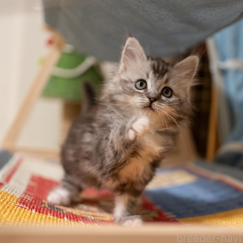 商談中の大阪府のサイベリアン-133103の10枚目