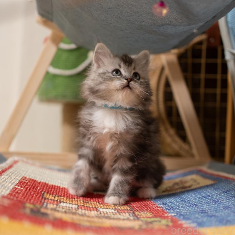 商談中の大阪府のサイベリアン-133103の8枚目