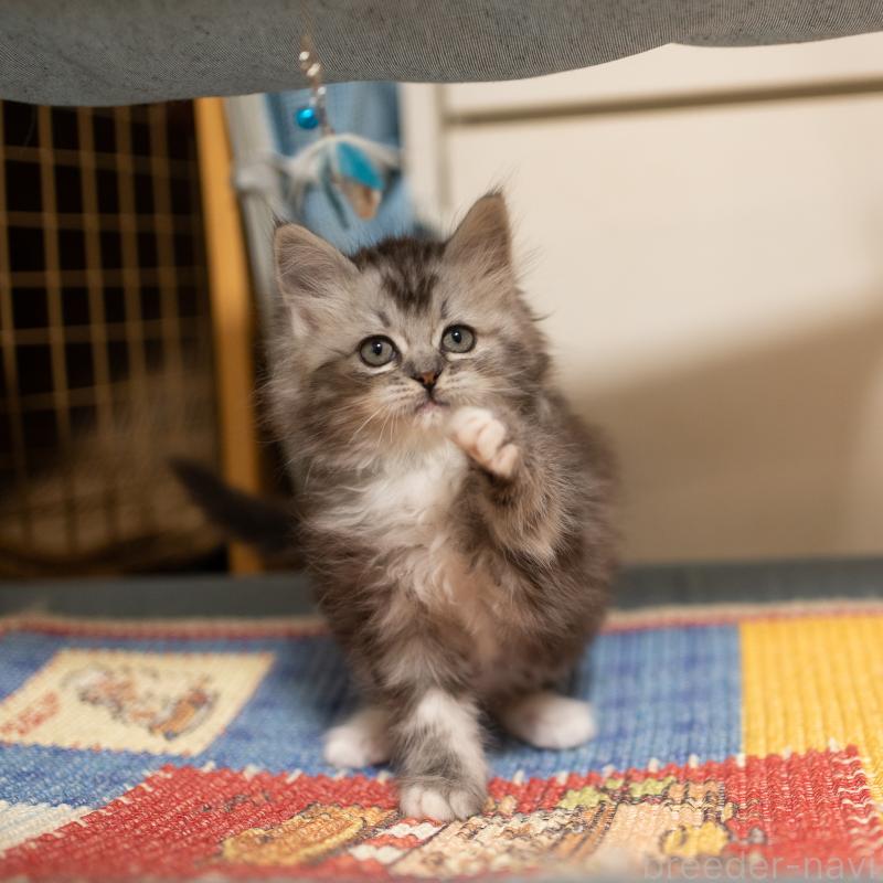 商談中の大阪府のサイベリアン-133103の7枚目