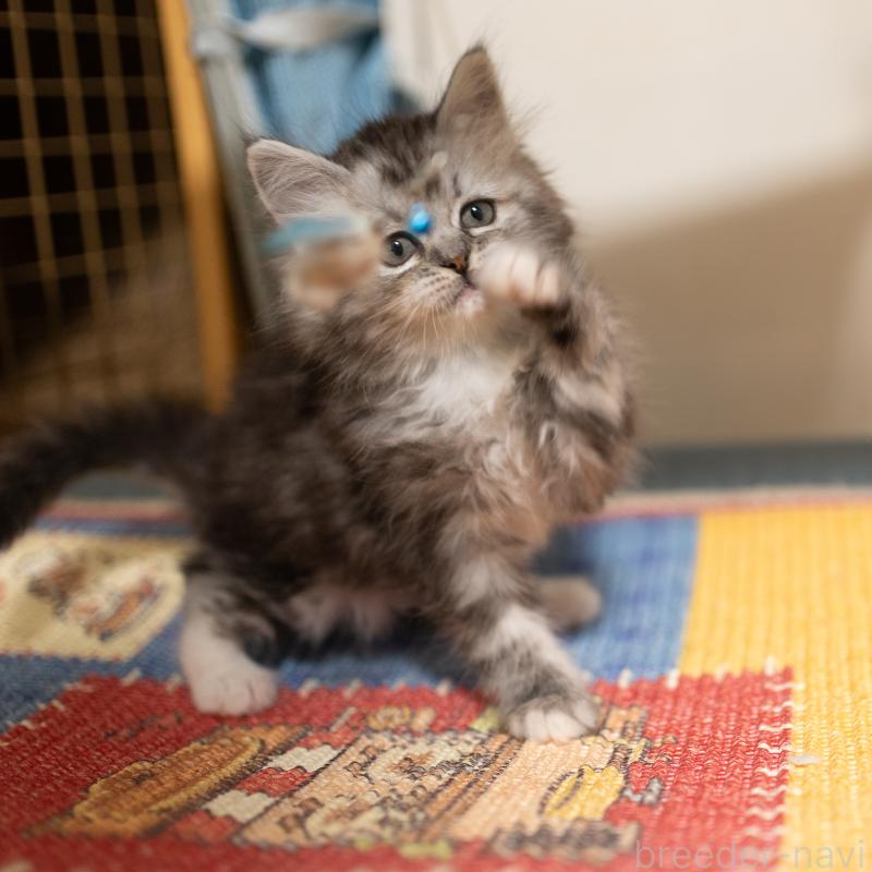 商談中の大阪府のサイベリアン-133103の5枚目