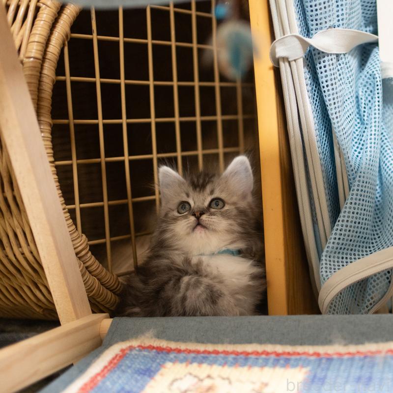 商談中の大阪府のサイベリアン-133103の4枚目