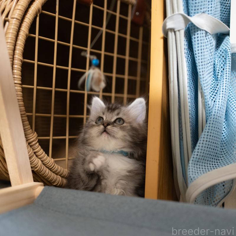 商談中の大阪府のサイベリアン-133103の2枚目