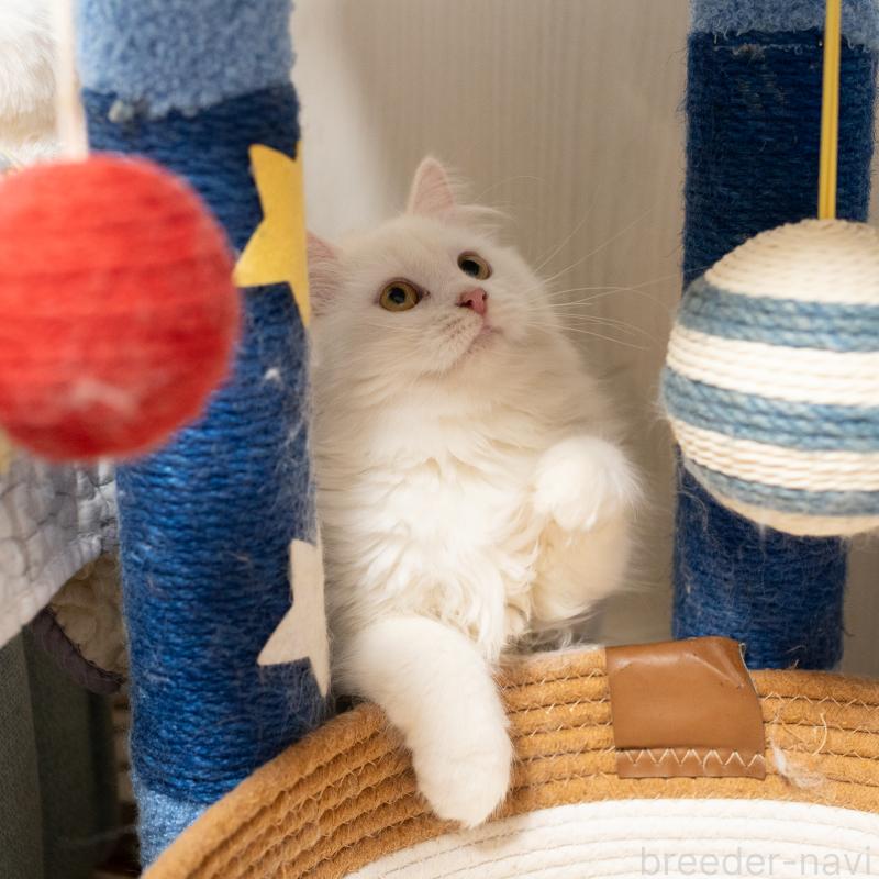 販売中の大阪府のサイベリアン-130402の9枚目