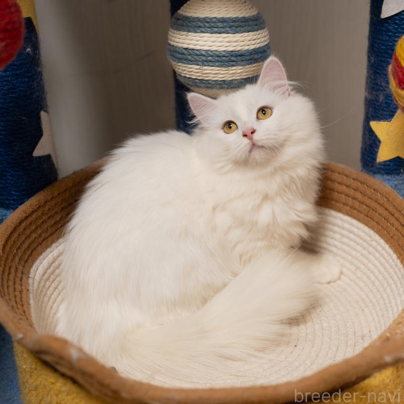 販売中の大阪府のサイベリアン-130402の8枚目