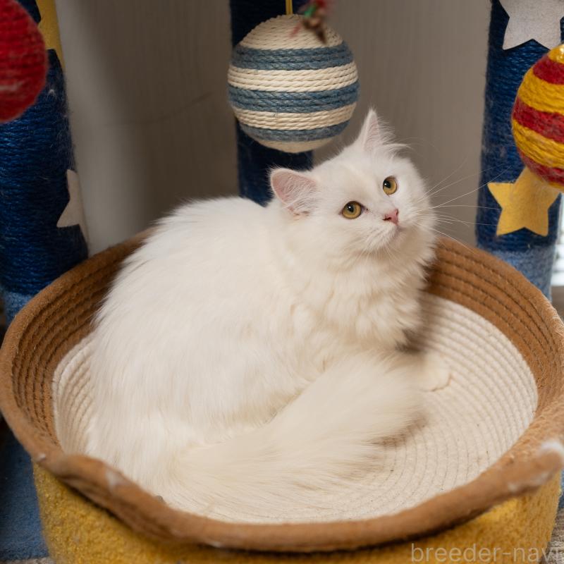 販売中の大阪府のサイベリアン-130402の7枚目