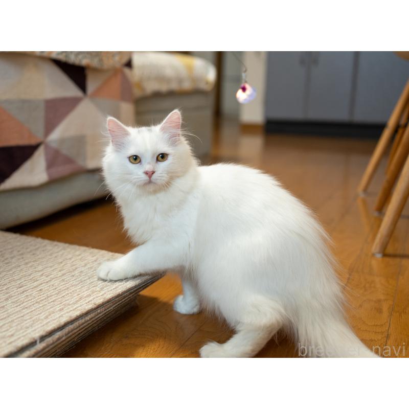 販売中の大阪府のサイベリアン-130402の3枚目