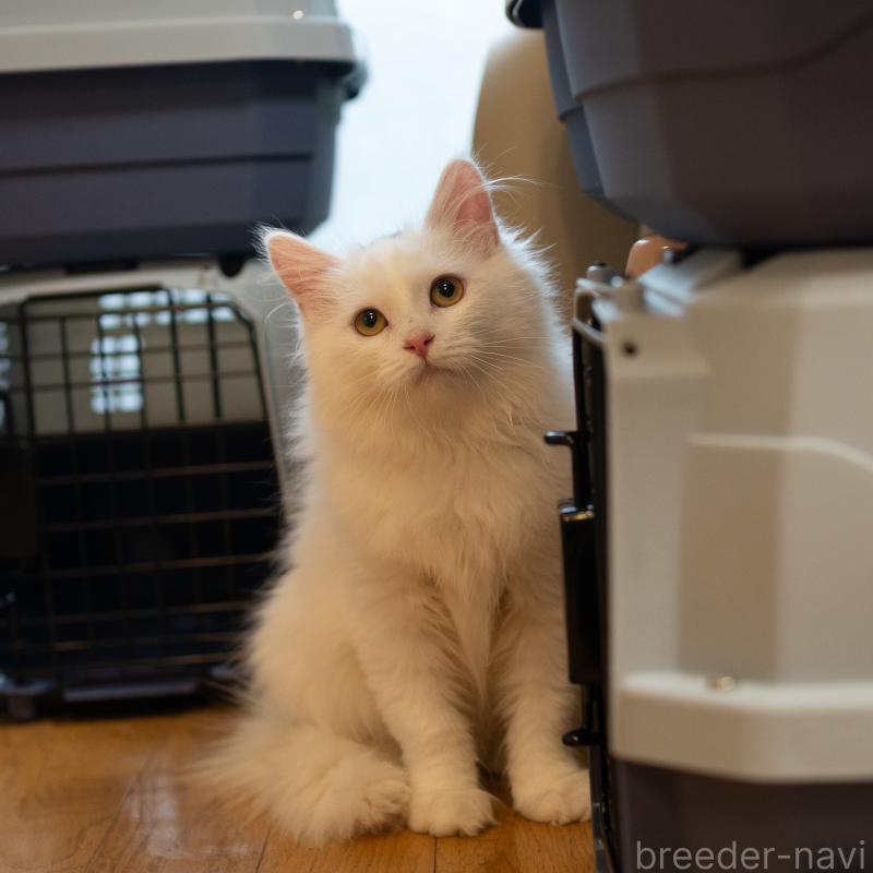 販売中の大阪府のサイベリアン-130402の2枚目