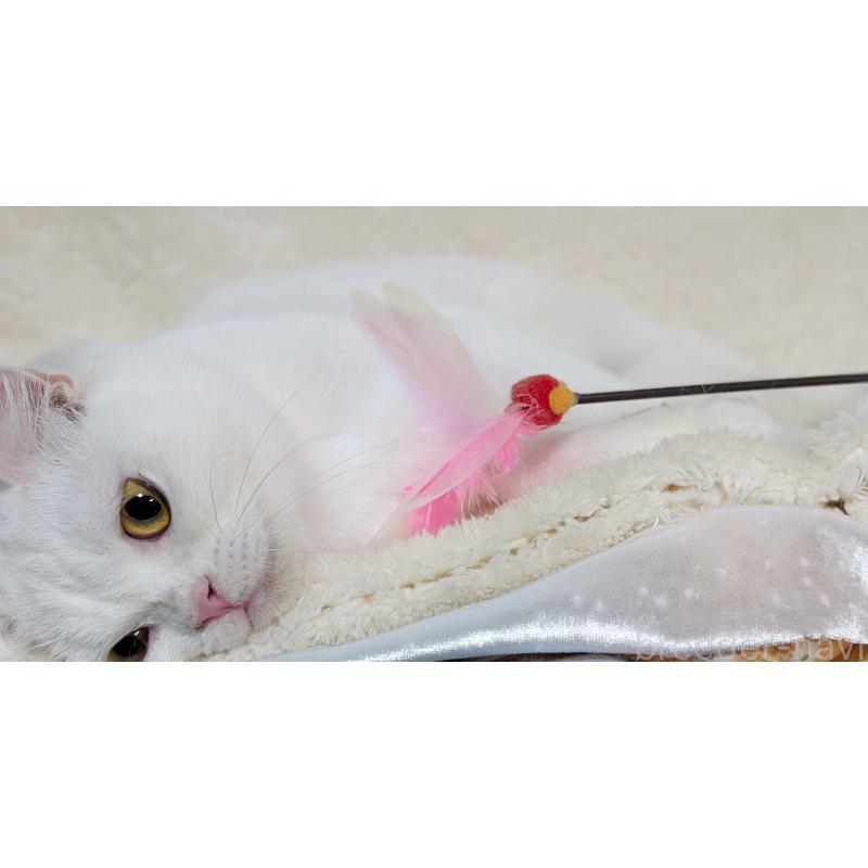 販売中の宮城県のスコティッシュフォールド-106257の4枚目