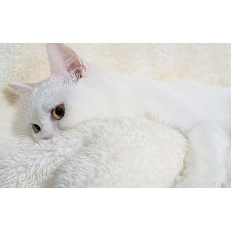 販売中の宮城県のスコティッシュフォールド-106257の3枚目