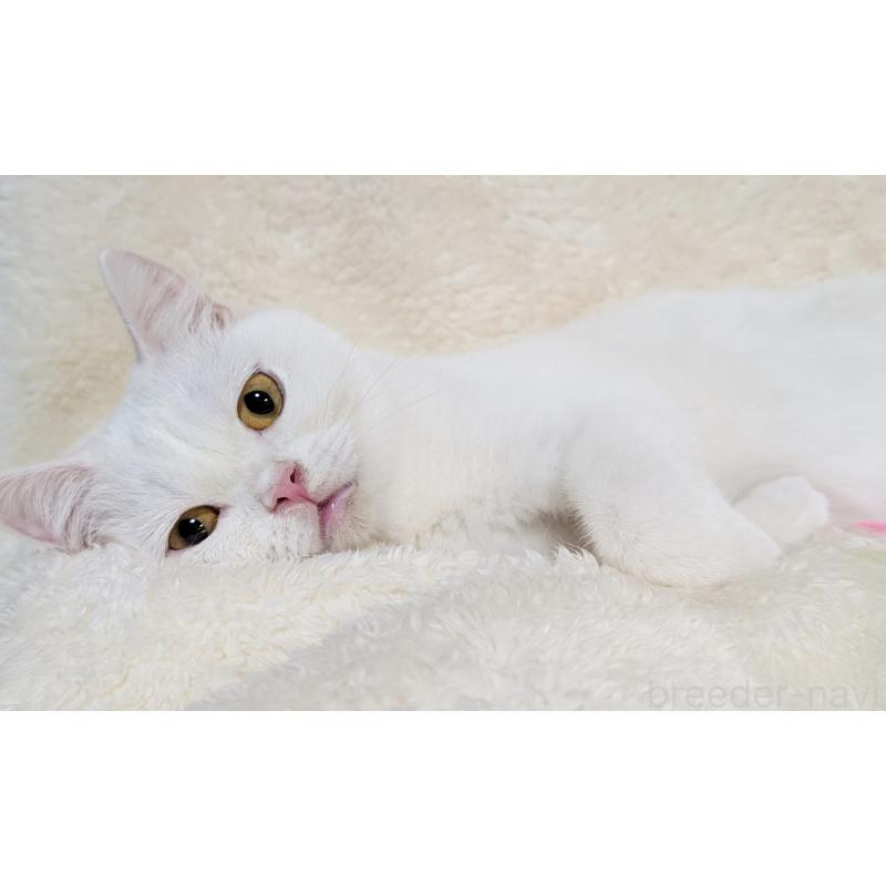 販売中の宮城県のスコティッシュフォールド-106257の2枚目