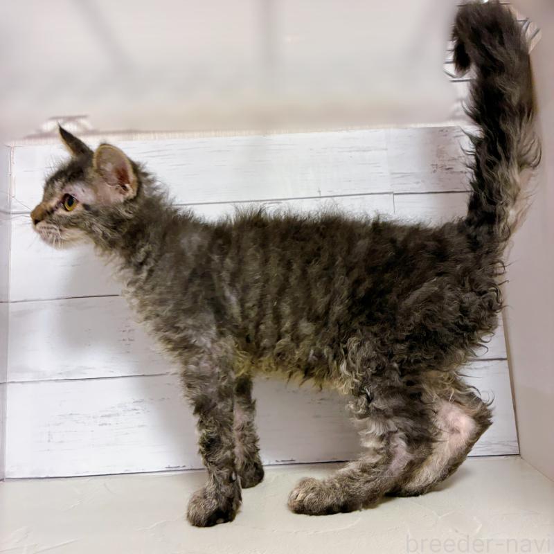 販売中の東京都のラパーマ-129377の5枚目