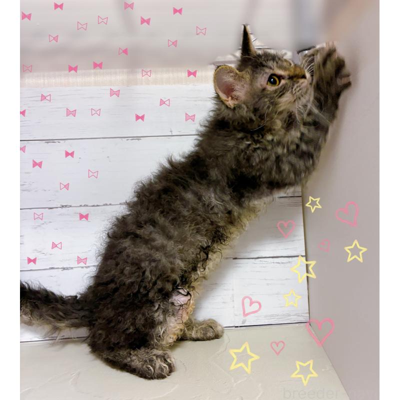 販売中の東京都のラパーマ-129377の4枚目