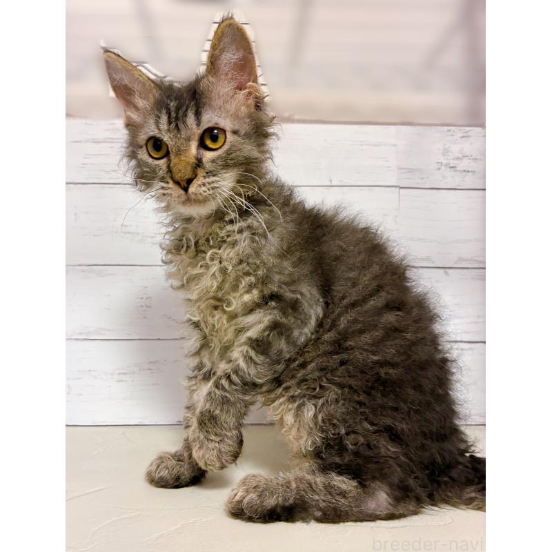 販売中の東京都のラパーマ-129377の2枚目