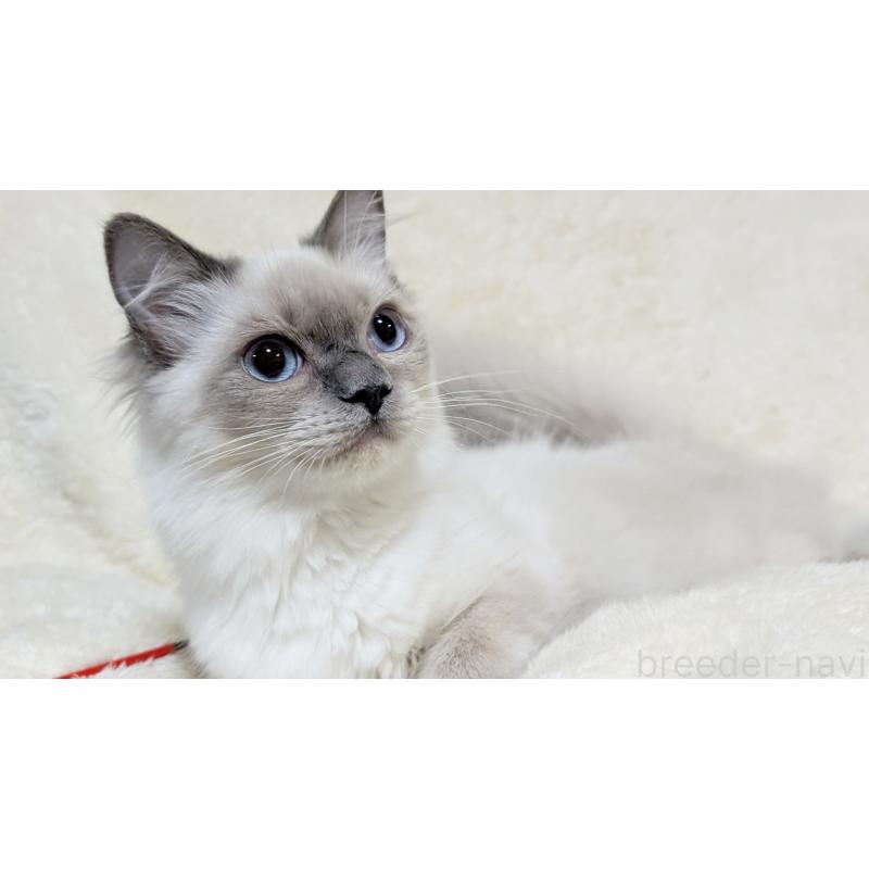 商談中の宮城県のスコティッシュフォールド-128425の5枚目