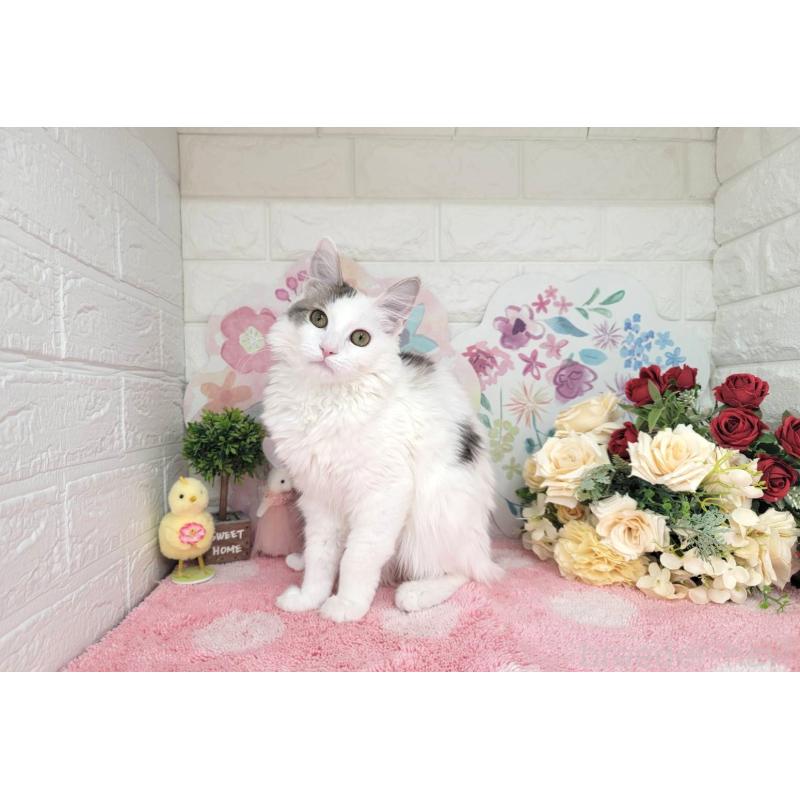 商談中の埼玉県のサイベリアン-125158の1枚目