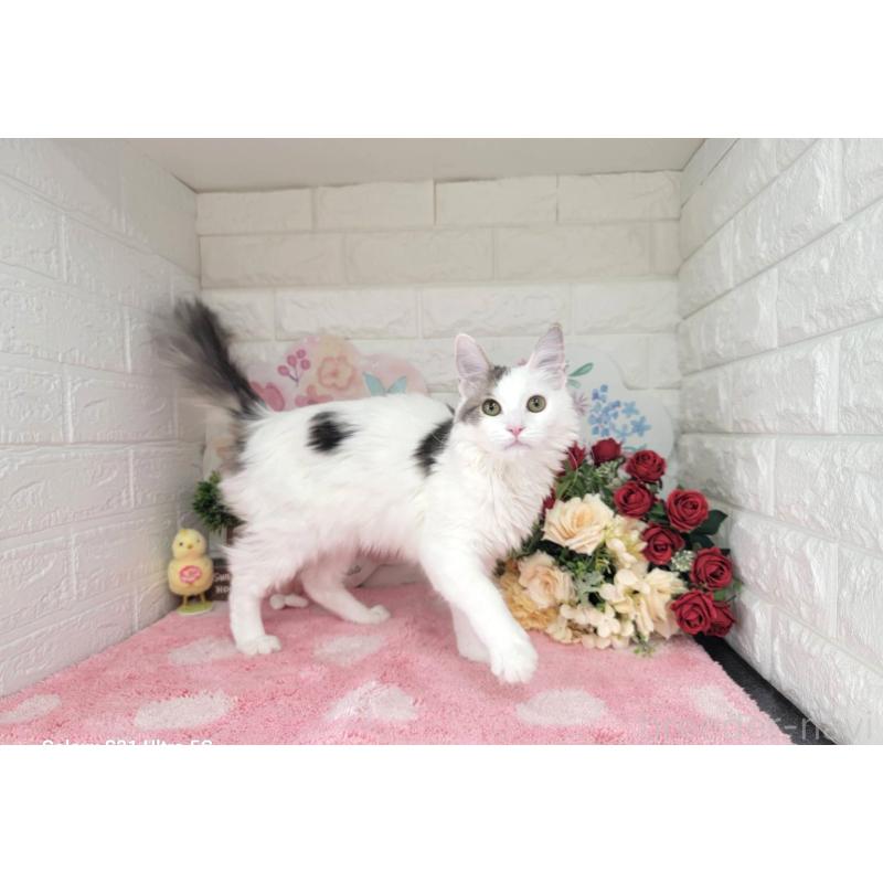 商談中の埼玉県のサイベリアン-125158の6枚目