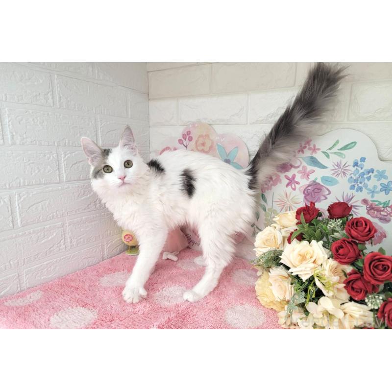 商談中の埼玉県のサイベリアン-125158の5枚目