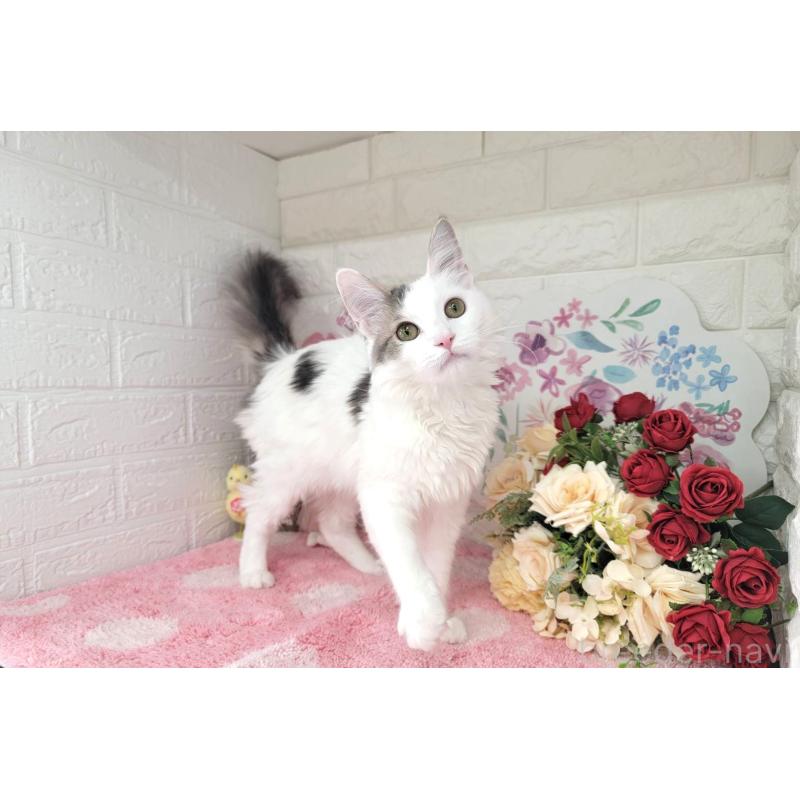 商談中の埼玉県のサイベリアン-125158の4枚目