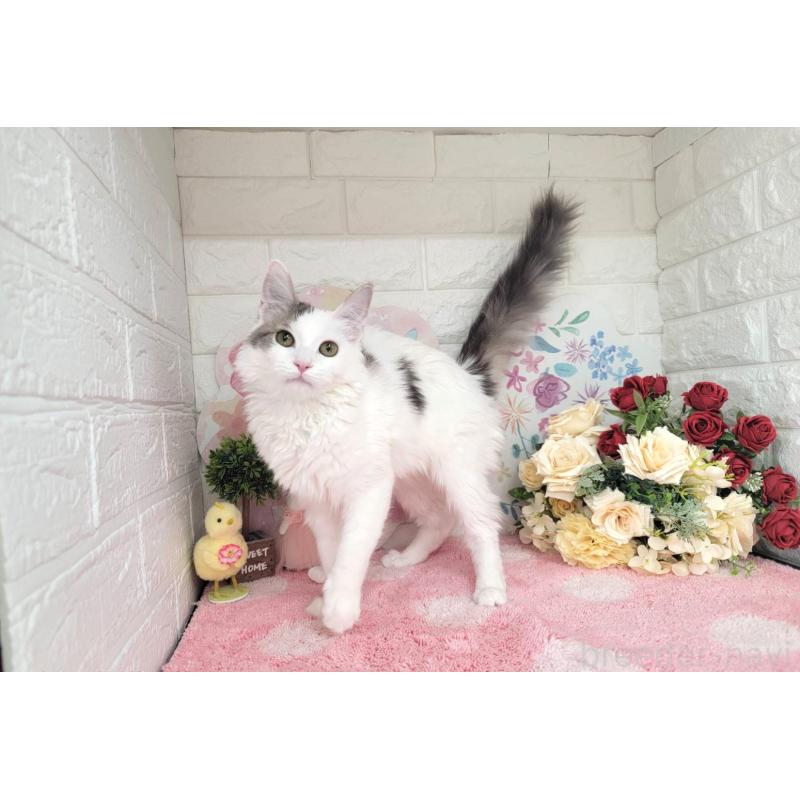 商談中の埼玉県のサイベリアン-125158の3枚目