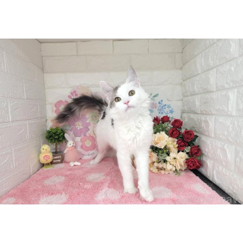 商談中の埼玉県のサイベリアン-125158の2枚目