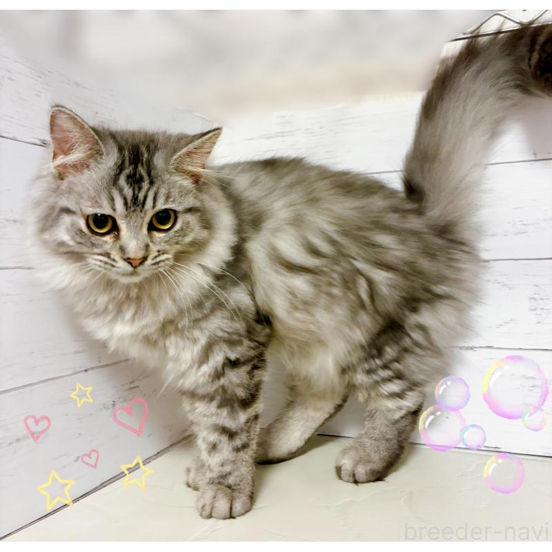 販売中の東京都のミヌエット-126907の4枚目