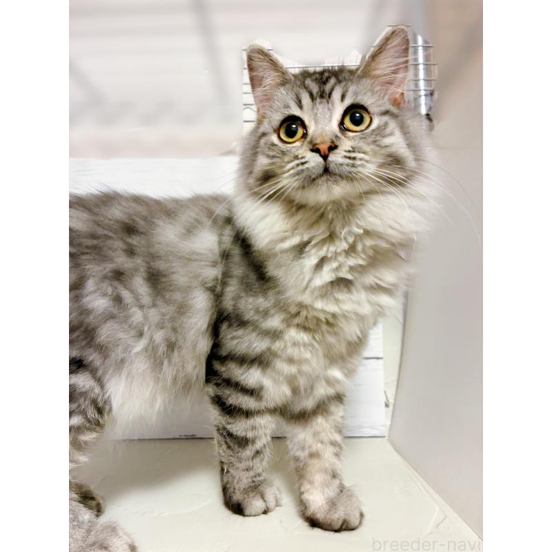 販売中の東京都のミヌエット-126907の3枚目