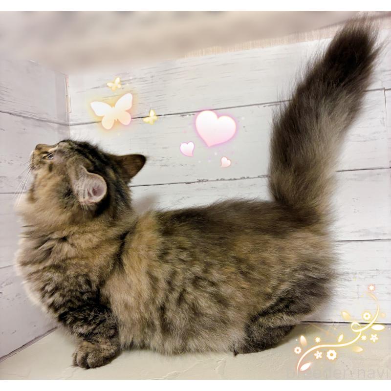 販売中の東京都のミヌエット(短足)-131373の4枚目