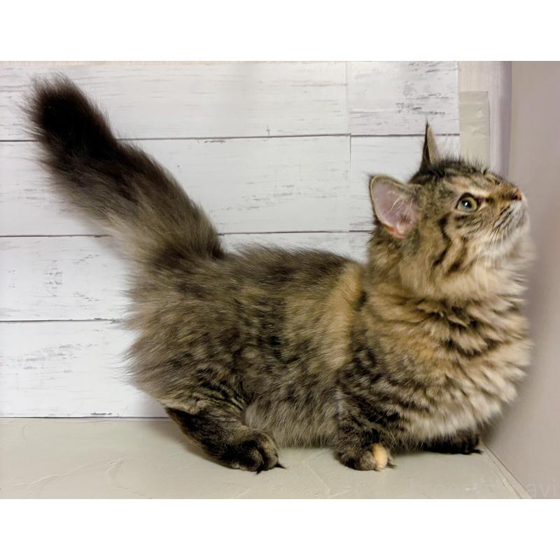 販売中の東京都のミヌエット(短足)-131373の3枚目