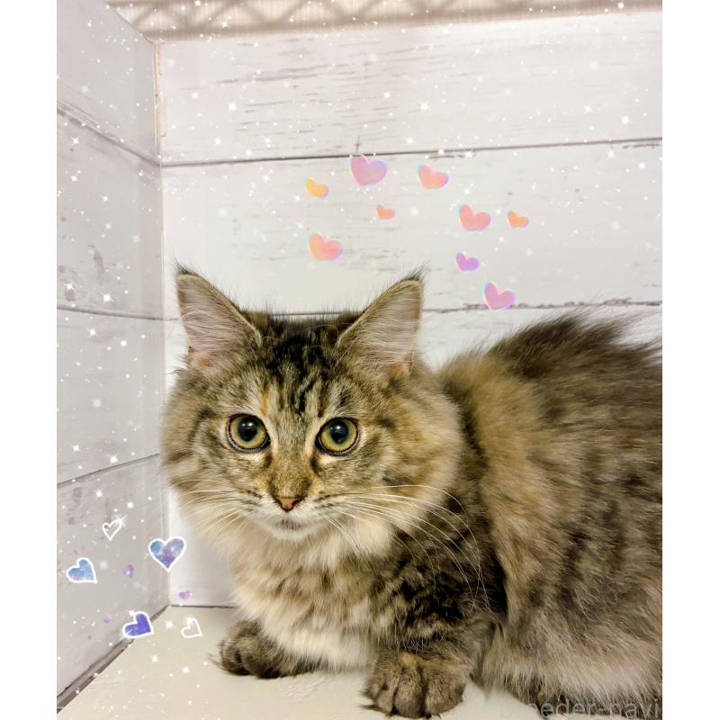 販売中の東京都のミヌエット(短足)-131373の2枚目