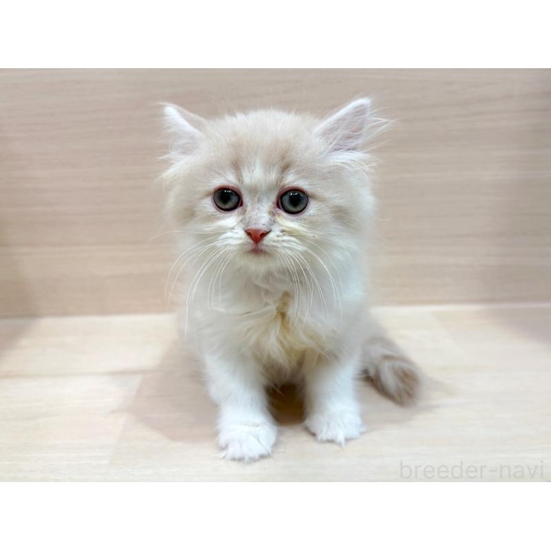 販売中の東京都のサイベリアン-134213