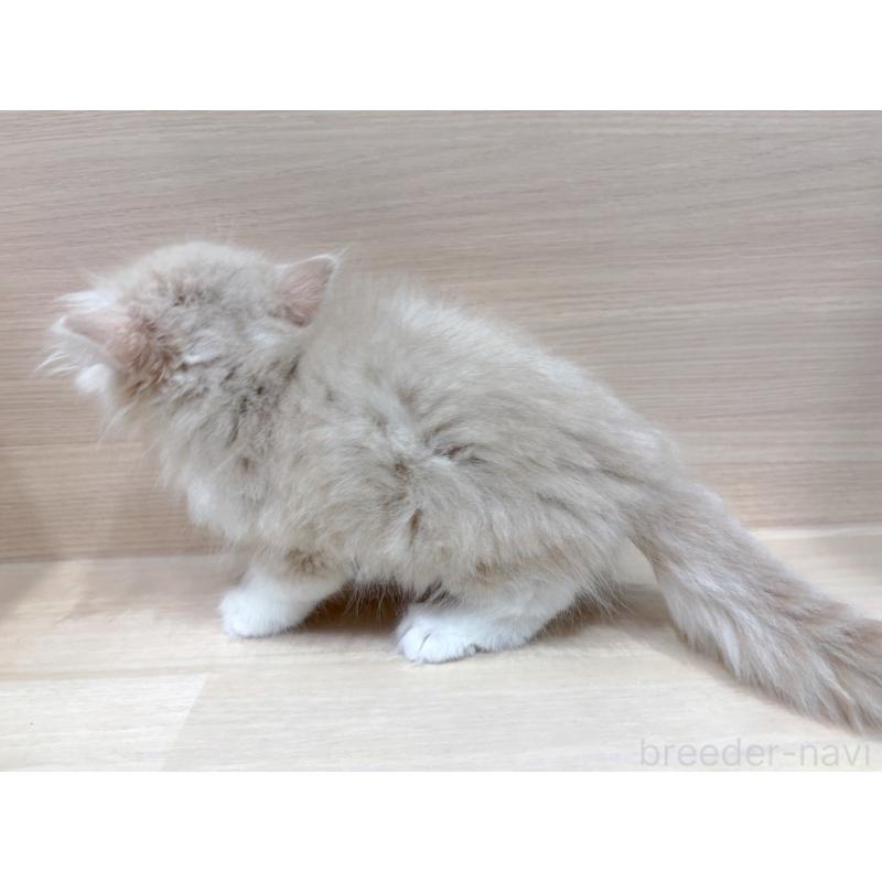 販売中の東京都のサイベリアン-134213の5枚目