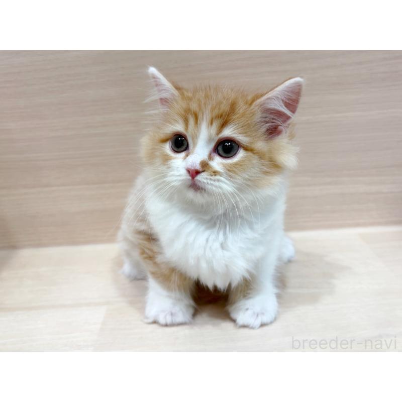 販売中の東京都のサイベリアン-134214