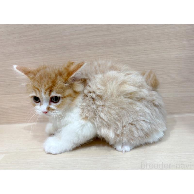 販売中の東京都のサイベリアン-134214の5枚目