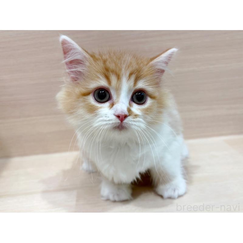 販売中の東京都のサイベリアン-134214の4枚目