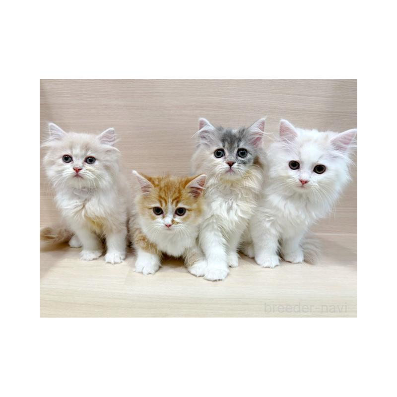 販売中の東京都のサイベリアン-134214の3枚目