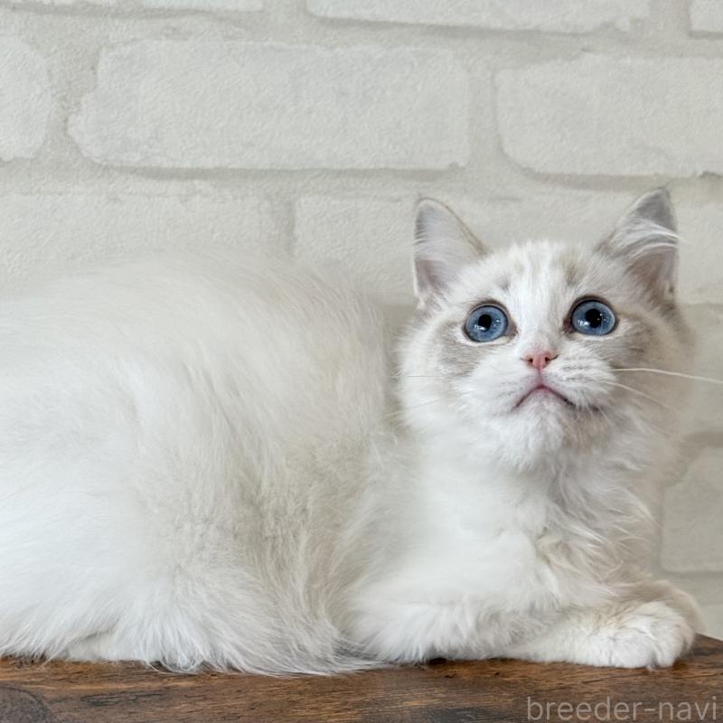 販売中の大阪府のラグドール-134215の8枚目