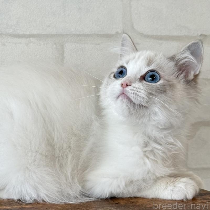 販売中の大阪府のラグドール-134215の5枚目