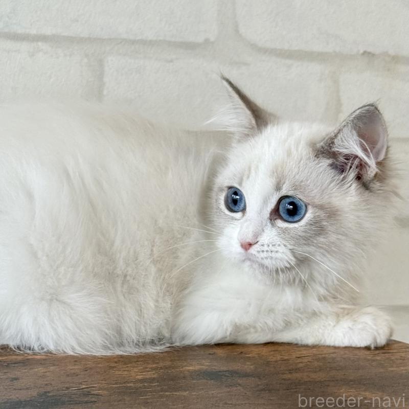 販売中の大阪府のラグドール-134215の4枚目