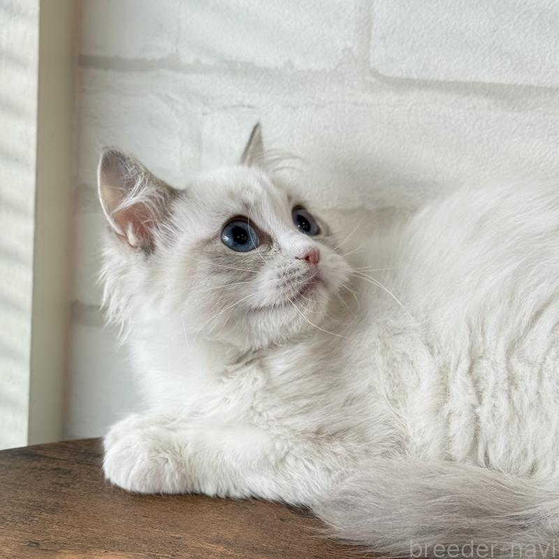 販売中の大阪府のラグドール-134215の1枚目