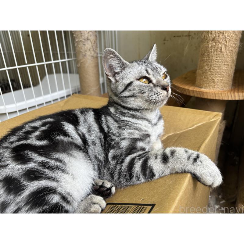 商談中の千葉県のアメリカンショートヘア-131189の2枚目