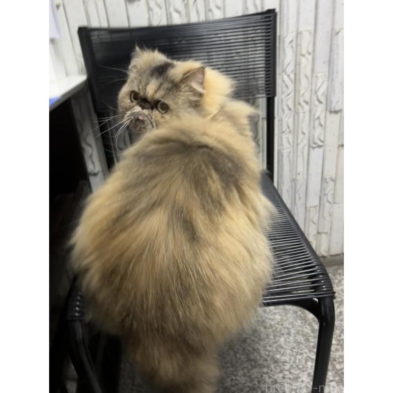 販売中の千葉県のペルシャ-83373の2枚目